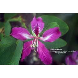 Bauhinia Purpurea - Árbol orquídea