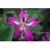 Bauhinia Purpurea - Árbol orquídea