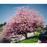 Bauhinia Purpurea - Árbol orquídea