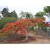 Caesalpinia Pulcherrima - Flamboyant enano