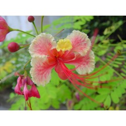 Caesalpinia Pulcherrima - Flamboyant enano