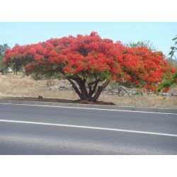 Caesalpinia Pulcherrima - Flamboyant enano