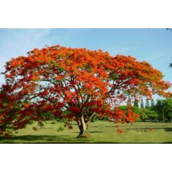 Delonix Regia - Flamboyant