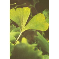 Ginkgo Biloba