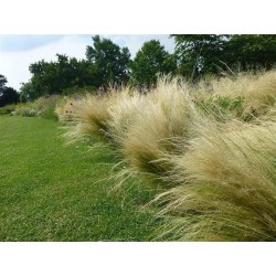 Stipa Tenuissima - pony tail [product.brand] 2 - Semillas Las Huertas 