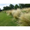 Stipa Tenuissima - pony tail [product.brand] 2 - Semillas Las Huertas 