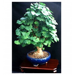 Ginkgo Biloba