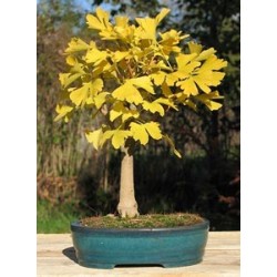 Ginkgo Biloba