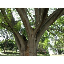 Enterolobium cyclocarpum - Guanacaste o parota