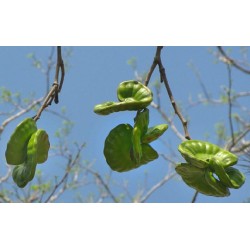 Enterolobium cyclocarpum - Guanacaste o parota