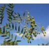 Sophora Japonica - Arbol De Las Pagodas