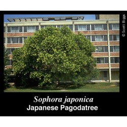 Sophora Japonica - Arbol De Las Pagodas