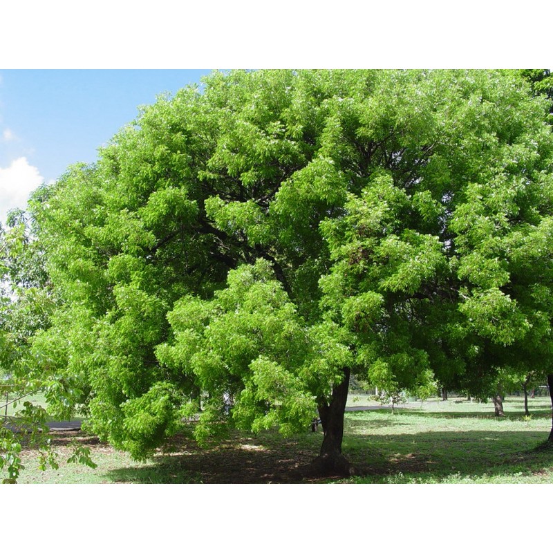 Swietenia Mahagoni - Caoba