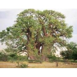 Adansonia digitata  - Baobab