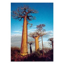 Adansonia digitata  - Baobab