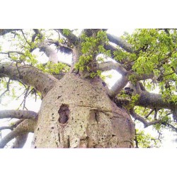 Adansonia digitata  - Baobab