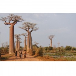 Adansonia digitata  - Baobab