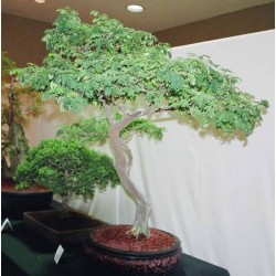 Pithecellobium Tortum - Arbol Saman