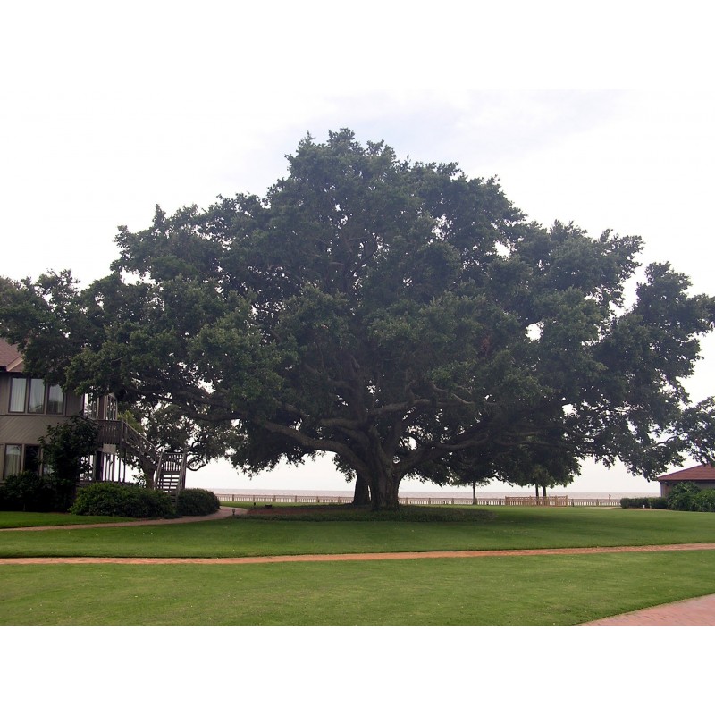 Quercus sempervirens  o  virginiana o  Roble vivo