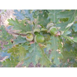 Quercus sempervirens  o  virginiana o  Roble vivo