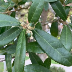 Quercus sempervirens  o  virginiana o  Roble vivo