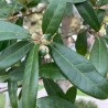 Quercus sempervirens  o  virginiana o  Roble vivo