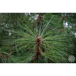 Pinus montezumae  - Ocote