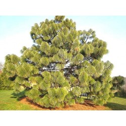 Pinus montezumae  - Ocote