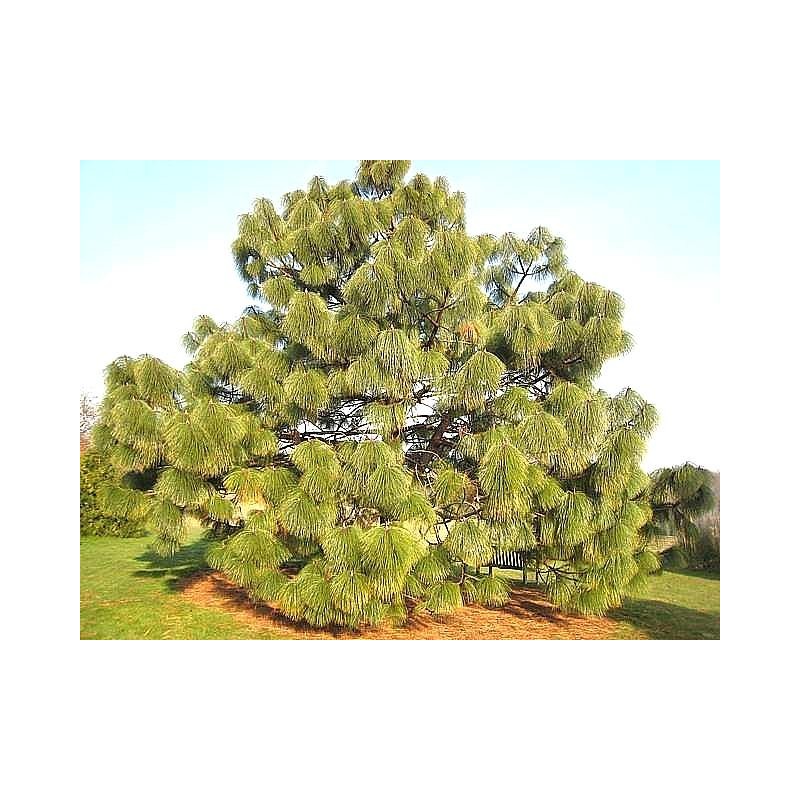 Pinus montezumae  - Ocote