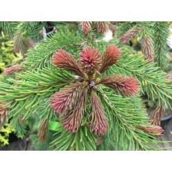 Picea Rubra   - Abeto rojo