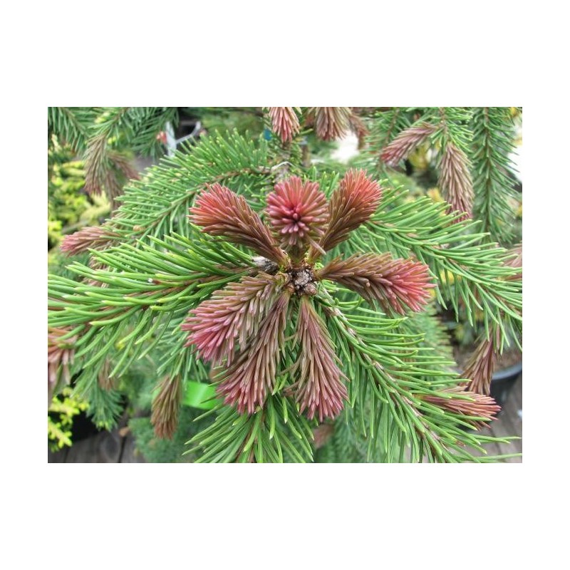 Picea Rubra   - Abeto rojo