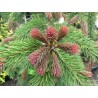 Picea Rubra   - Abeto rojo