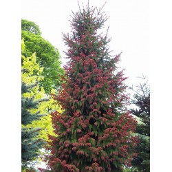 Picea Rubra   - Abeto rojo