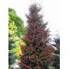 Picea Rubra   - Abeto rojo