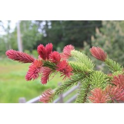 Picea Rubra   - Abeto rojo