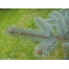 Picea pungens 'Glauca'  Picea Azul o Pino Azul