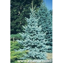 Picea pungens 'Glauca'  Picea Azul o Pino Azul