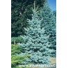 Picea pungens 'Glauca'  Picea Azul o Pino Azul