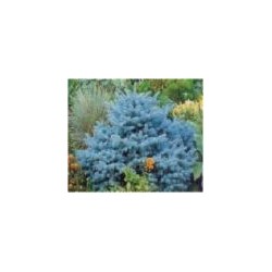 Picea pungens 'Glauca'  Picea Azul o Pino Azul