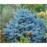 Picea pungens 'Glauca'  Picea Azul o Pino Azul