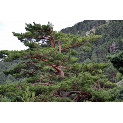 Pinus Sylvestris - Pino Silvestre