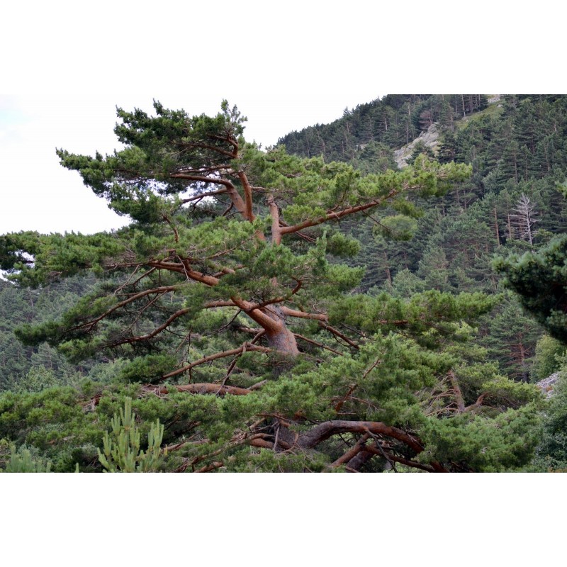 Pinus Sylvestris - Pino Silvestre