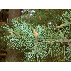 Pinus Sylvestris - Pino Silvestre