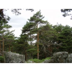 Pinus Sylvestris - Pino Silvestre