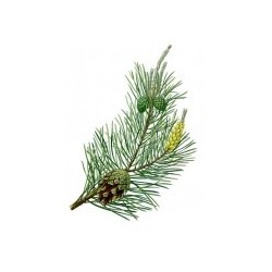 Pinus Sylvestris - Pino Silvestre