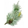 Pinus Sylvestris - Pino Silvestre