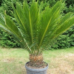 Cycas Revoluta - Palma Sago