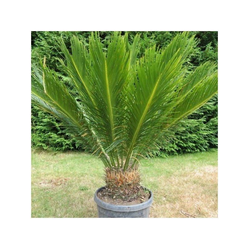 Cycas Revoluta - Palma Sago