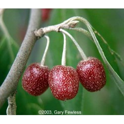 Arbol Elaeagnus Umbellata - Cinamomo