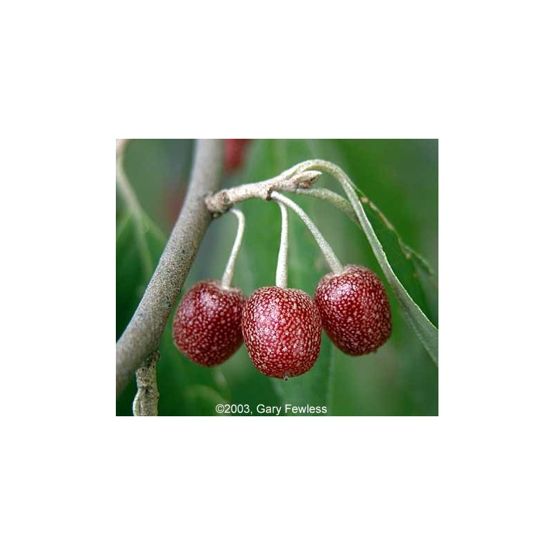 Arbol Elaeagnus Umbellata - Cinamomo